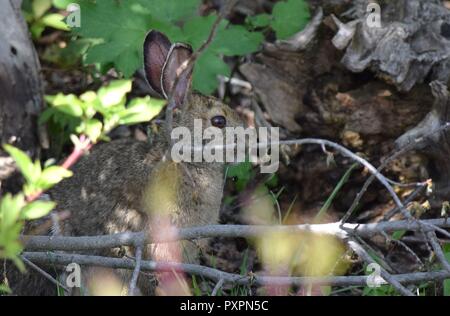 jack rabbit hiding in the bushes Stock Photo