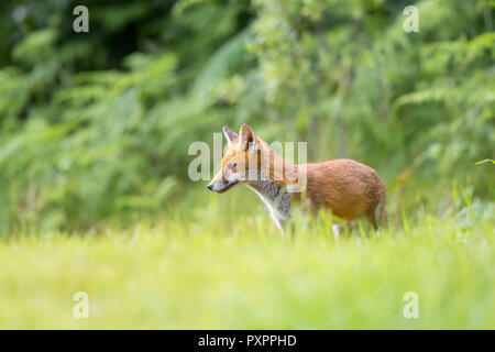 Close side view of young, wild, British red fox (Vulpes vulpes) standing isolated in long grass in outdoor natural UK countryside habitat.