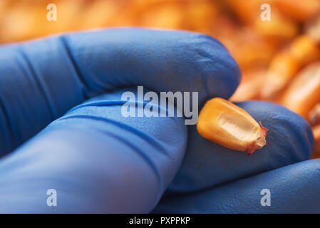 Scientist examining quality of harvested corn seed kernels, close up of hand holding grains Stock Photo