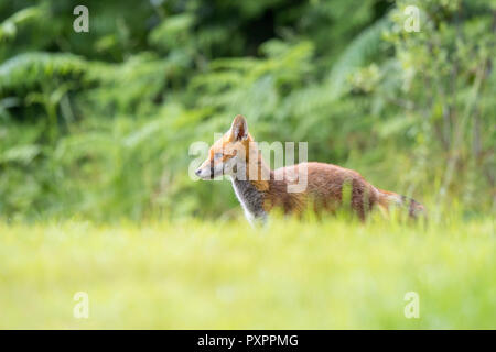 Detailed, close-up side view of young British red fox (Vulpes vulpes) in the wild, standing alone in long grass, with natural UK woodland background. Stock Photo