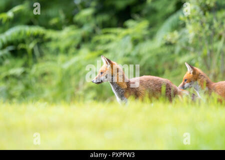 Low angle side view of two young wild UK red fox siblings(Vulpes vulpes) in summer countryside, standing isolated in grass, looking alert. Fox animals. Stock Photo