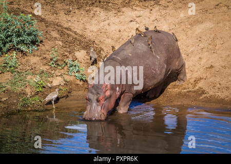 Hippopotamus in Kruger National park, South Africa ; Specie Hippopotamus amphibius family of Hippopotamidae Stock Photo