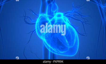 Human Cardiovascular System Heart Anatomy Stock Photo