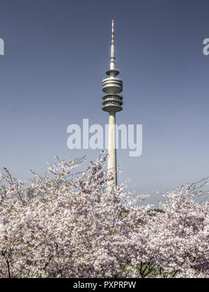 Flowering Cherry Trees, Olympic Park in Munich, Bavaria, Germany Stock Photo