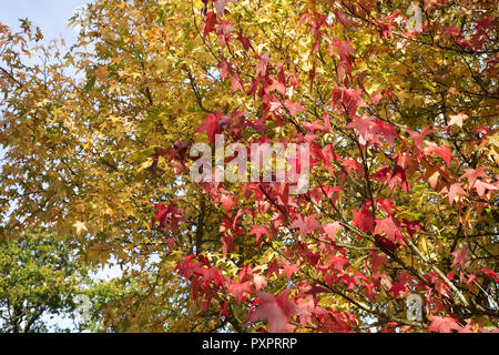 Liquidambar styraciflua 'Lane Roberts' against Liquidambar ‘Variegata’ leaves in Autumn. Stock Photo