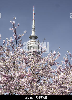 Flowering Cherry Trees, Olympic Park in Munich, Bavaria, Germany Stock Photo