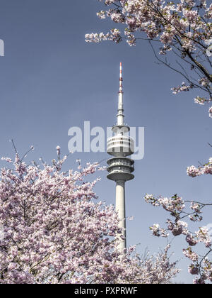 Flowering Cherry Trees, Olympic Park in Munich, Bavaria, Germany Stock Photo