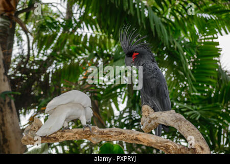 Black palm cockatoo and white Sulphur-crested cockatoo sitting on the branch Stock Photo