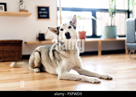 Siberian husky at home lying on the floor. lifestyle with dog Stock ...