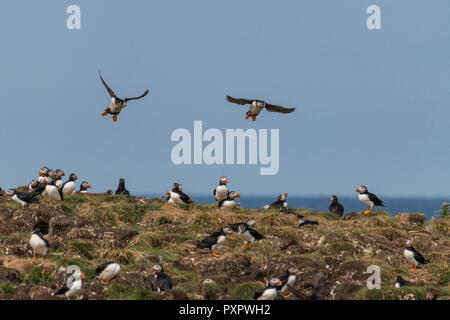 Atlantic Puffin colony at Elliston, Newfoundland, colony shot birds on burrows and in air Stock Photo
