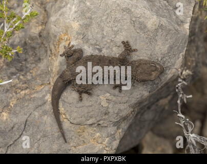 Common Gecko or Moorish wall gecko, Tarentola mauritanica on limestone rock, Algarve, Portugal. Stock Photo