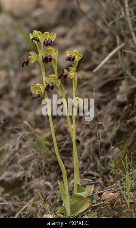 Sombre Bee Orchid, Ophrys fusca ssp fusca in flower in the Algarve, Portugal. Stock Photo