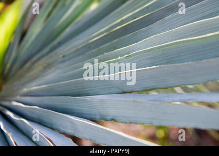 Close up abstract image of fronds of Chamaerops Humilis (European Fan Palm) Stock Photo