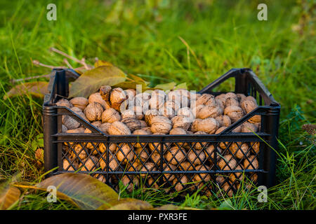 Freshly picked walnuts in boxes. Autumn harvest in the garden. Regal Judges nuts. Stock Photo