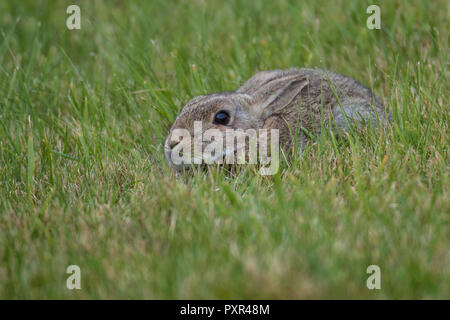 European Rabbit (Oryctolagus cuniculus) crouched down in grass, Shetland, Scotland, UK Stock Photo