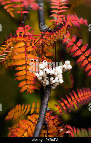 Close up of vibrant orange autumn leaves from Koehne mountain ash, White Fruited Chinese Rowan, Sorbus koehneana, with many white berries Stock Photo