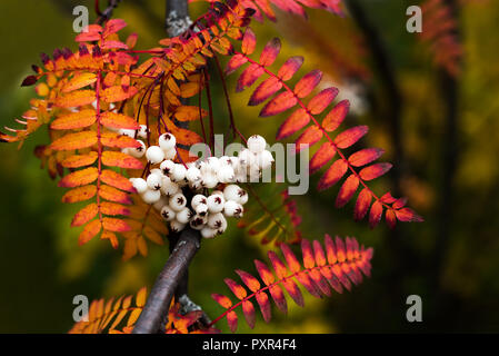 Close up of vibrant colorful autumn leaves from Koehne mountain ash, White Fruited Chinese,Rowan Sorbus koehneana, with many white berries Stock Photo