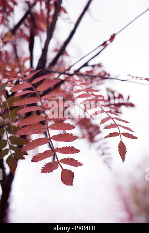 Close up of beautiful golden red autumn leaves from Koehne mountain ash with soft tree branches in front of white background Stock Photo