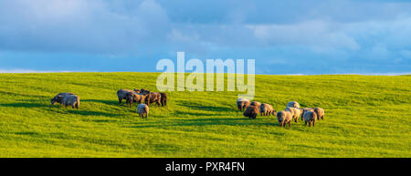 Hadrian's Wall, Northumberland, England, United Kingdom, Europe Stock Photo