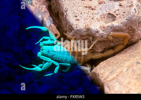 Bark Scorpion (Centruroides exilicauda) under both visible and UV light (Composite, Arizona) Stock Photo