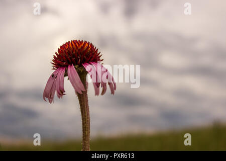 A purple coneflower is a fading splash of color against an overcast sky in a pasture near Pine Ridge, South Dakota. Stock Photo