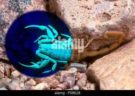 Bark Scorpion (Centruroides exilicauda) under both visible and UV light (Composite, Arizona) Stock Photo