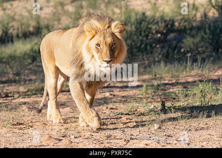 Botswana, Kgalagadi Transfrontier Park, lion, Panthera leo, walking Stock Photo