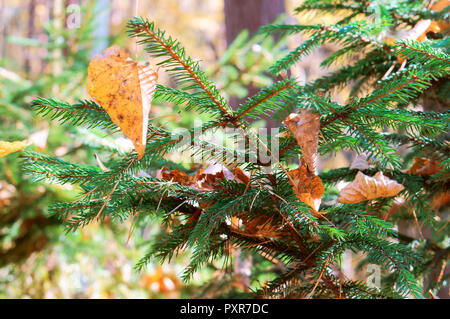 the cobweb on the branches in the sun, the branches of the fir trees in the sunlight Stock Photo