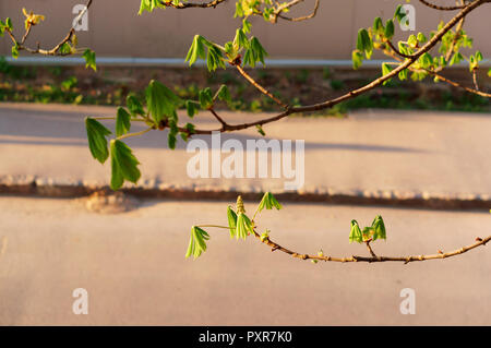 young leaves of chestnut, leaves bloom on trees in early spring Stock Photo
