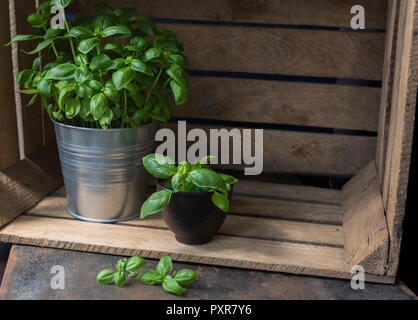 Potted basil in wooden box Stock Photo