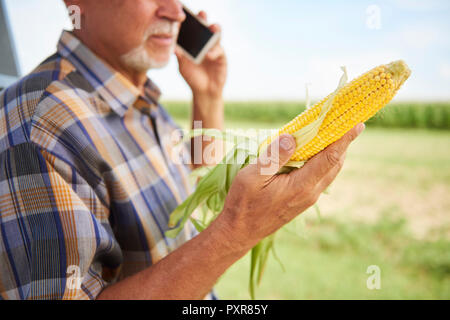 Farmer holding corn cob and talking on cell phone on field Stock Photo