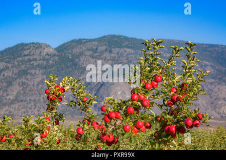 Apples on orchard trees, Osoyoos, Okanagan Region, British Columbia, Canada Stock Photo