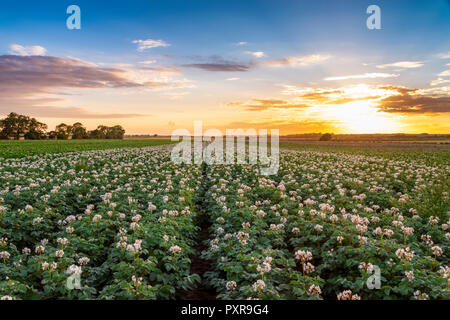 United KIngdom, East Lothian, flowering potato field, Solanum tuberosum, at sunset Stock Photo