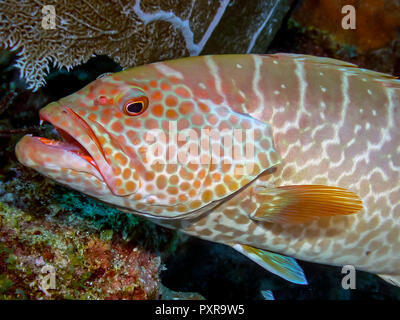 tiger grouper,Mycteroperca tigris is a species of fish in the family Serranidae. Stock Photo