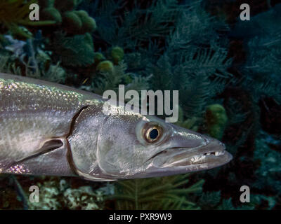 barracuda is a ray-finned fish known for its large size, fearsome appearance and ferocious behaviour. Stock Photo
