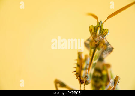 Portrait of praying mantis Stock Photo