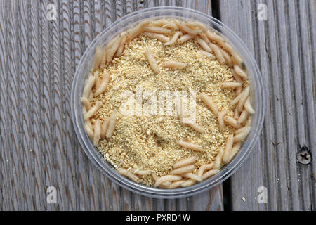 Live maggots in fishermans box be used as bait Stock Photo - Alamy