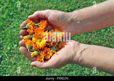 Elderly woman farmer holding in her hands the flowers of medical calendula marigolds. Sunny day garden closeup Stock Photo