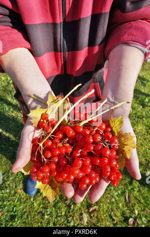 Gardener elderly woman holding ripe small red viburnum berries  in hands. Sunny October day garden shot Stock Photo
