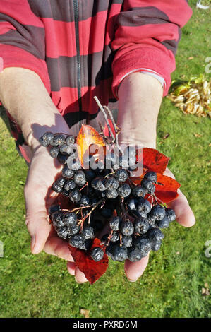 Gardener elderly woman holding ripe small black Rowan berries  bunch  in hands. Sunny October day garden shot Stock Photo