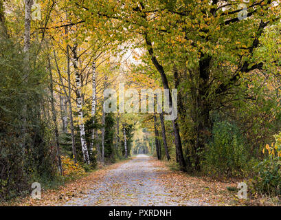 long gravel path leading through a canopy of fall foliage color forest Stock Photo