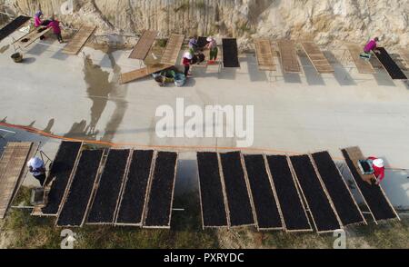 (181024) -- PUTIAN, Oct. 24, 2018 (Xinhua) -- People dry laver in the sun in Jiangshan Village of Putian, southeast China's Fujian Province, Oct. 24, 2018. Over 200 families cultivate laver at offshore marine farms in Jiangshan. Local farmers are busy harvesting 133 hectares of laver. (Xinhua/Jiang Kehong)(mcg) Stock Photo