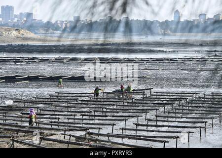 (181024) -- PUTIAN, Oct. 24, 2018 (Xinhua) -- People harvest laver in the sun in Jiangshan Village of Putian, southeast China's Fujian Province, Oct. 24, 2018. Over 200 families cultivate laver at offshore marine farms in Jiangshan. Local farmers are busy harvesting 133 hectares of laver. (Xinhua/Jiang Kehong)(mcg) Stock Photo