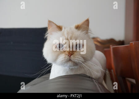 Angry white persian cat posing for camera Stock Photo