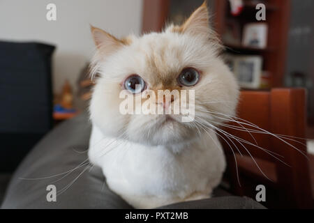 Angry white persian cat posing for camera Stock Photo