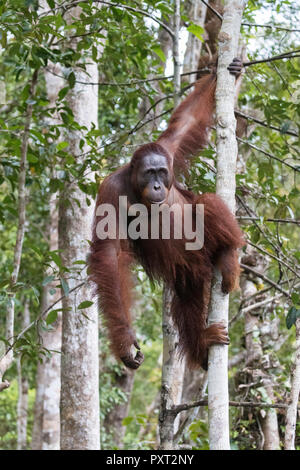 Male Bornean orangutan, Pongo pygmaeus, at Camp Leakey dock, Borneo, Indonesia. Stock Photo