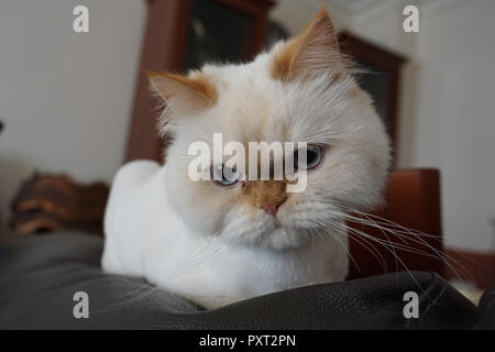 Angry white persian cat posing for camera Stock Photo