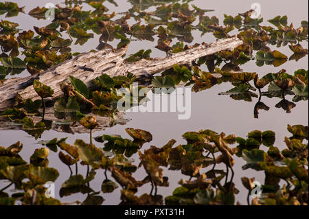 Old worn down log in lily pads looking like a crocodile waiting for supper at sunrise on Lake Cassidy Stock Photo