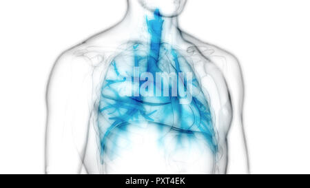 Human Respiratory System Lungs Anatomy Stock Photo