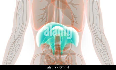 Human Respiratory System Diaphragm Anatomy Stock Photo - Alamy